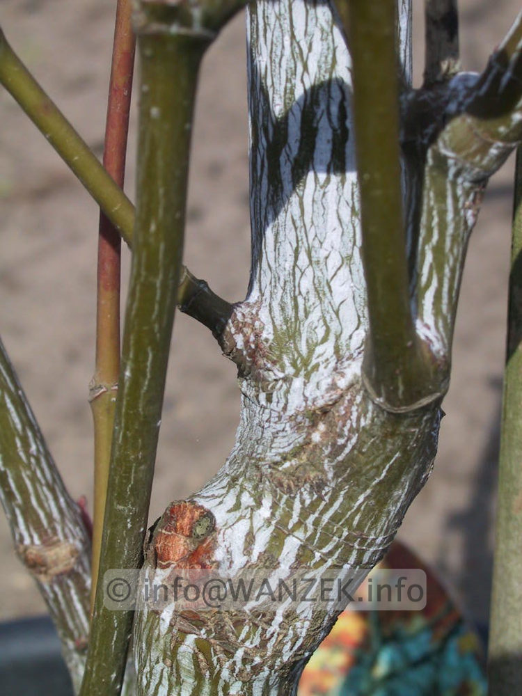 Acer rufinerve - Rindenmacro jung.jpg